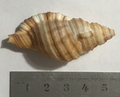 Monoplex pilearis