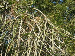 Selenicereus spinulosus