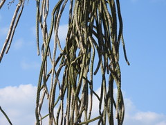 Selenicereus spinulosus