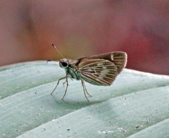 Vehilius stictomenes