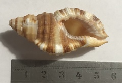 Monoplex pilearis