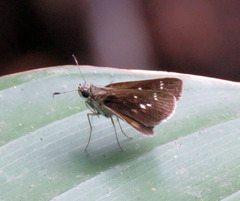Vehilius stictomenes