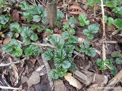 Rubus radicans