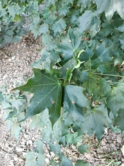 Acer cappadocicum