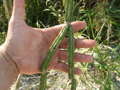 Selenicereus spinulosus