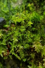 Leptodontium flexifolium
