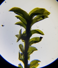 Leptodontium flexifolium
