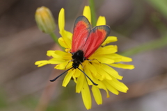Zygaena rubicundus