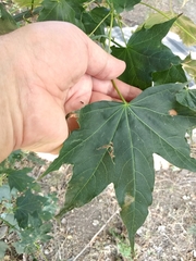 Acer cappadocicum