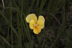 Viola oreades
