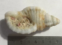 Monoplex pilearis