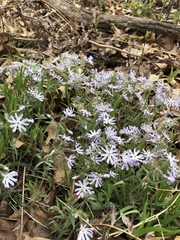 Phlox bifida