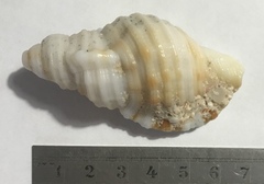 Monoplex pilearis