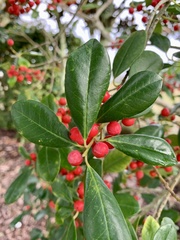 Ilex × attenuata