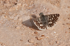 Spialia doris