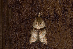 Coelostathma parallelana