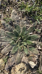 Echium italicum