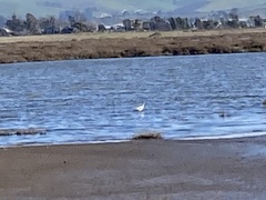 Recurvirostra americana