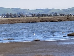 Recurvirostra americana