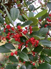 Ilex × attenuata
