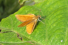 Ancyloxypha nitedula
