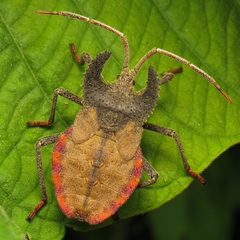 Menenotus lunatus