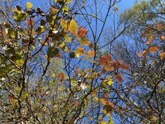 Acer rubrum image