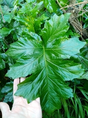 Acanthus mollis