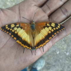 Charaxes boueti boueti