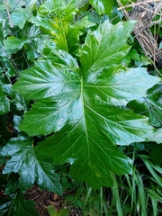 Acanthus mollis