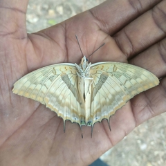 Charaxes boueti boueti