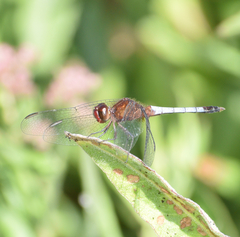 Erythrodiplax basifusca
