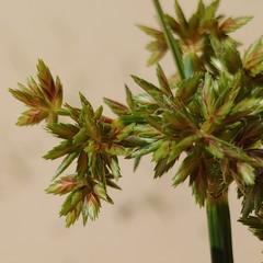 Cyperus onerosus