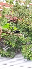 Dumetella carolinensis
