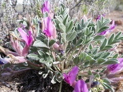 Astragalus purshii