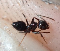 Nylanderia bourbonica