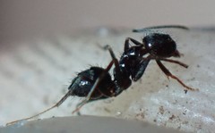Nylanderia bourbonica