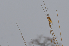 Ploceus benghalensis