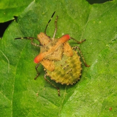 Heteroptera