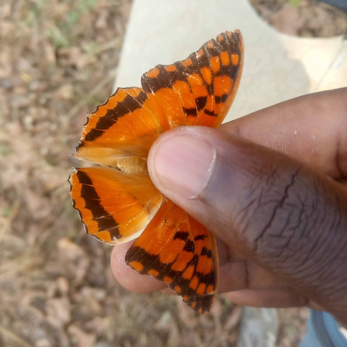 Bamboo Charaxes