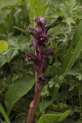 Orobanche gamosepala