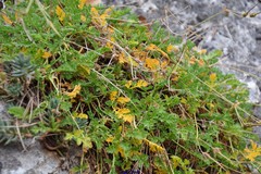 Erodium glandulosum
