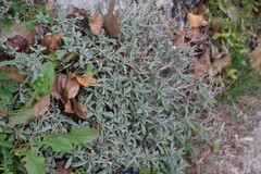 Hormathophylla spinosa