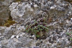 Saxifraga cuneata