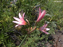 Zephyranthes montana
