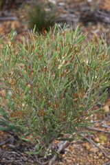 Hakea cygnus cygnus