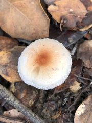 Lepiota neophana