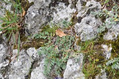 Alyssum montanum