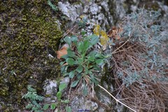 Silene italica