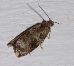 Olethreutes appendiceum